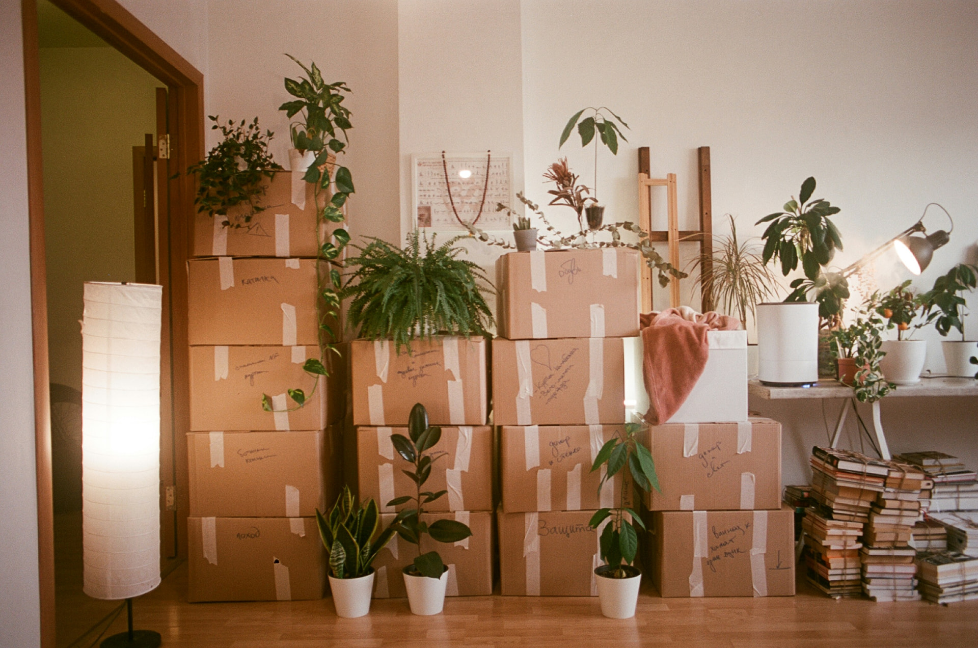 Packed moving boxes and plants stacked in a home